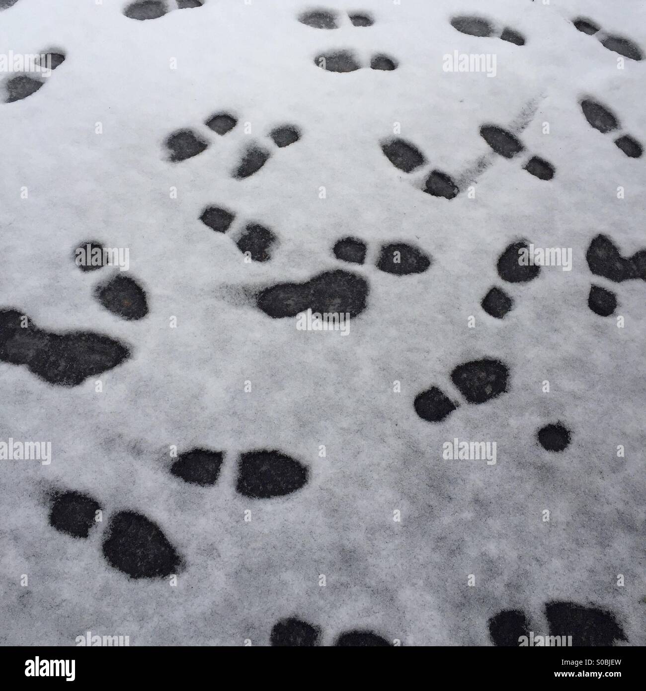 Footprints in fresh snow going around in circles - Smartphone Captured Stock Image