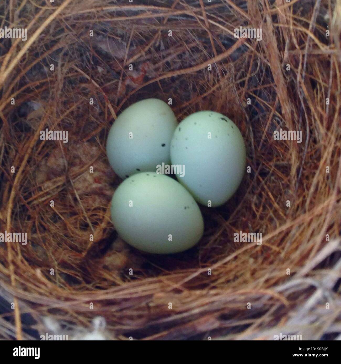 Birds nest eggs hires stock photography and images Alamy