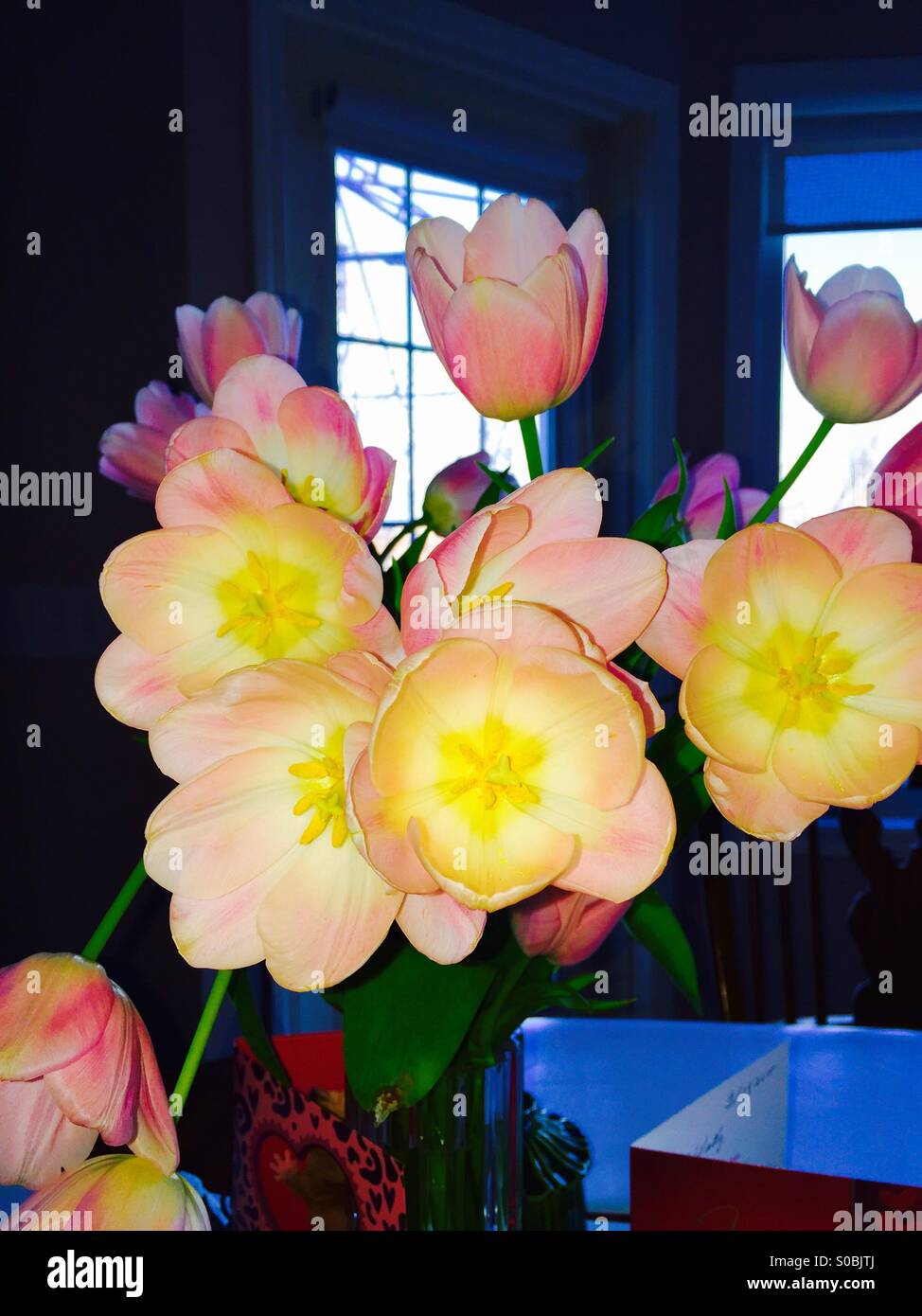Valentine tulips - Smartphone Captured Stock Image