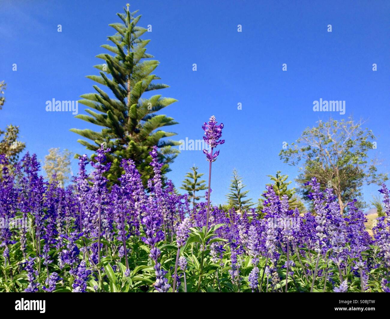 Lavender fields & Pine tree Stock Photo