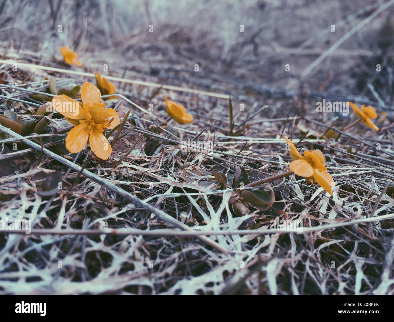 Tiny little buttercup flowers sprouting up as first signs of spring. Stock Photo