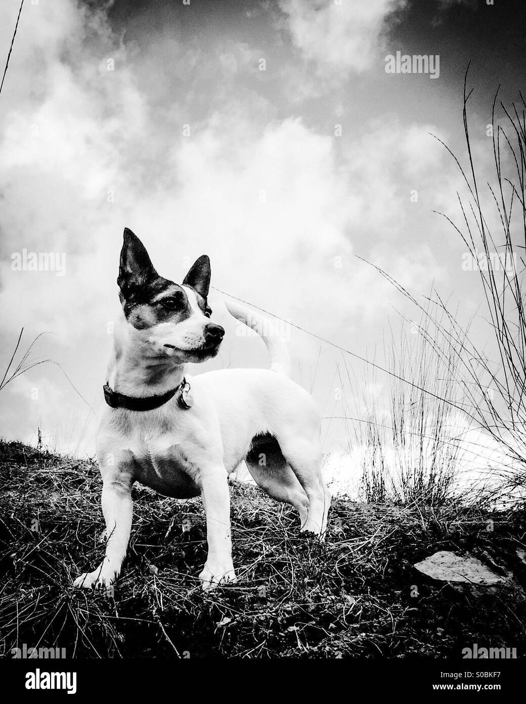 Very muscular dog Black and White Stock Photos & Images - Alamy