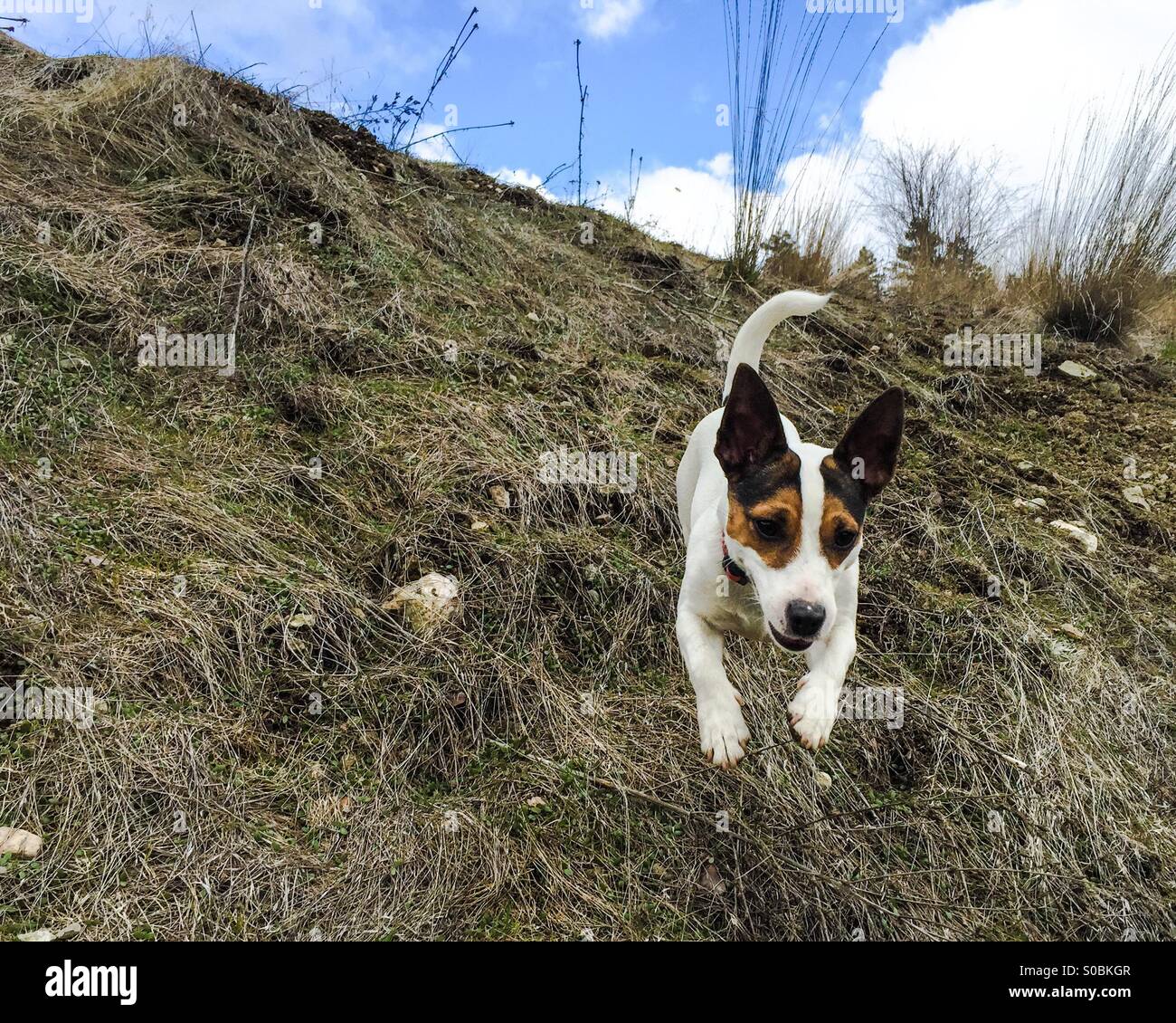 Dog leaping while running down a hill Stock Photo Alamy