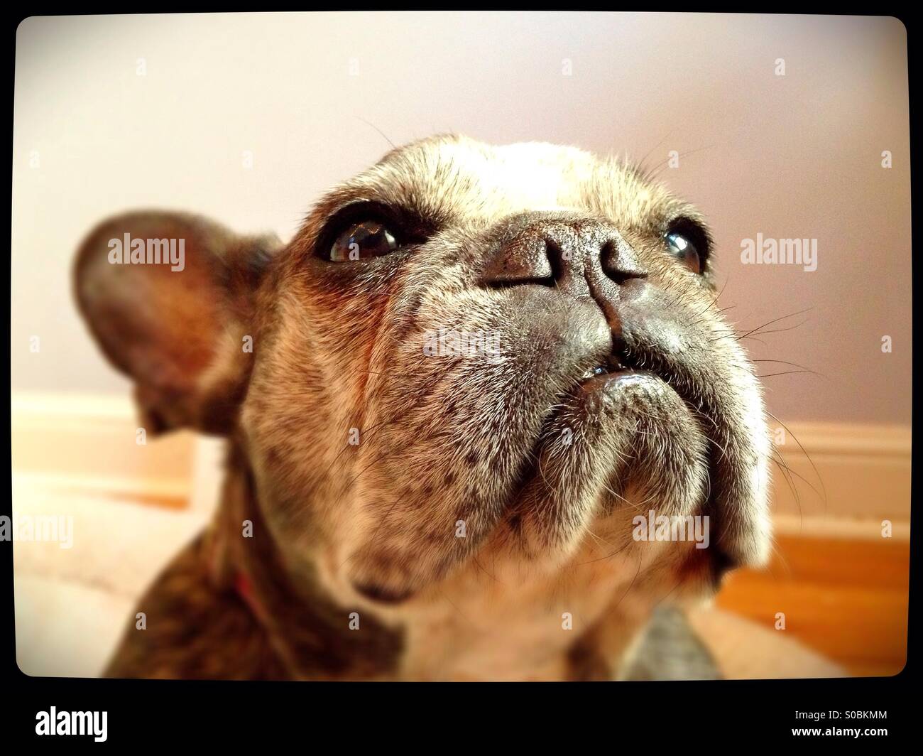 Bulldog face close up hi-res stock photography and images - Alamy
