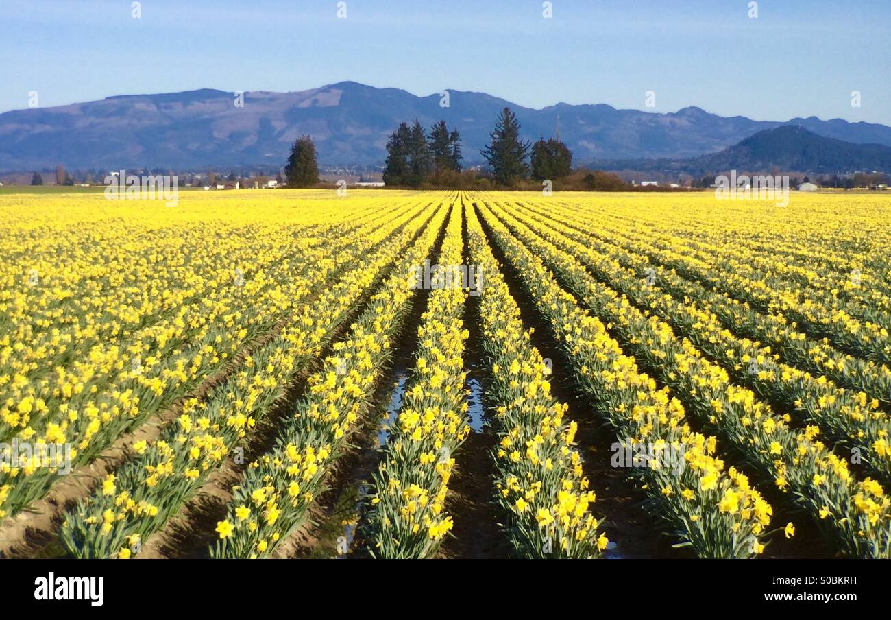 Daffodils, Skagit Valley, Washington, Spring, March 2015 - Smartphone Captured Stock Image