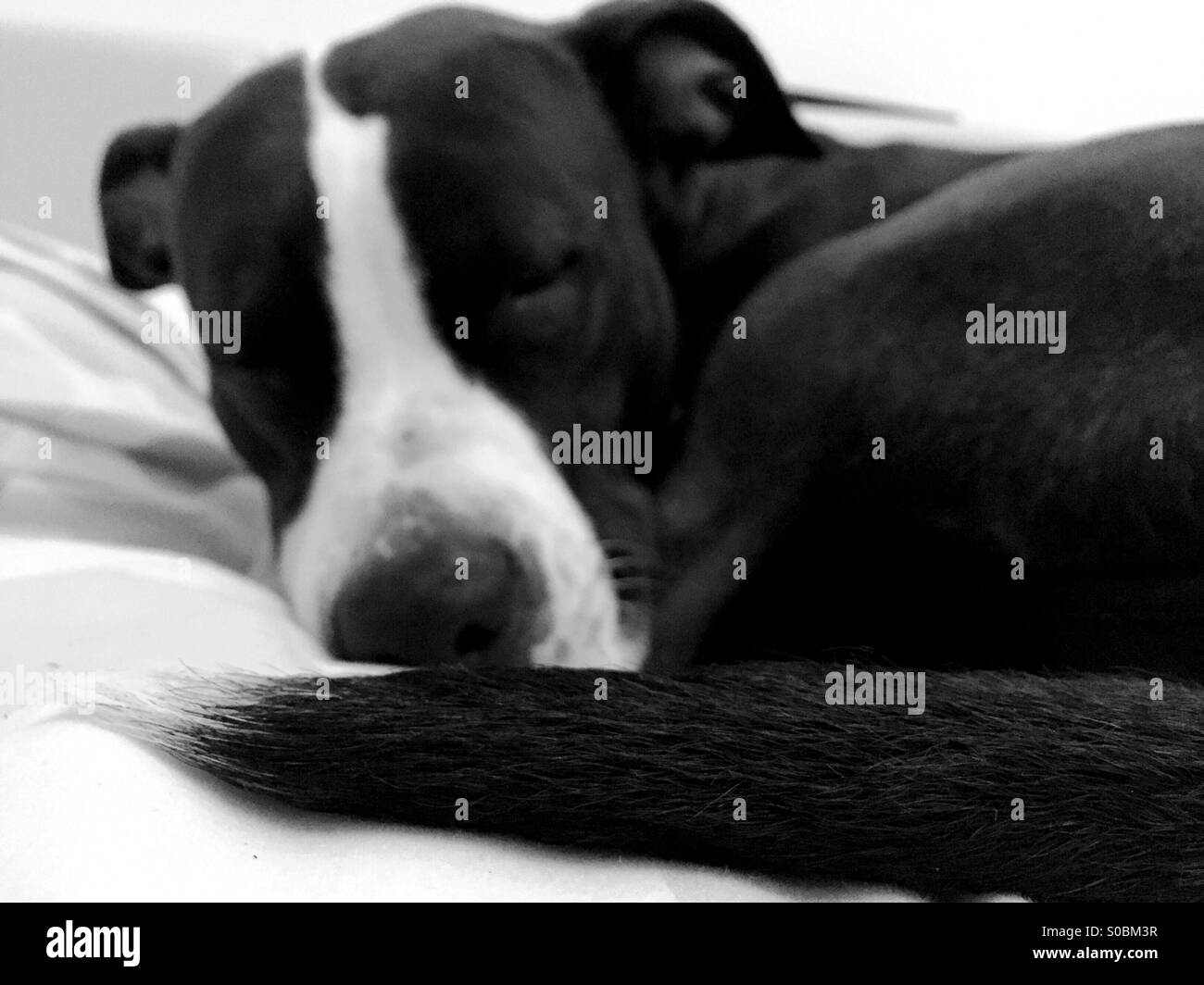 Sleeping dog's tail Stock Photo Alamy