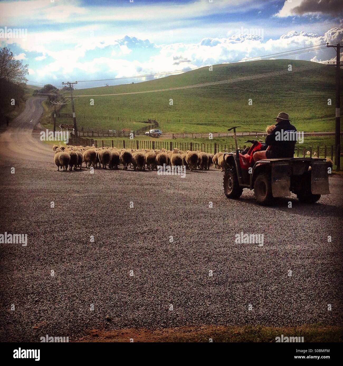 Farmer herds his sheep Stock Photo