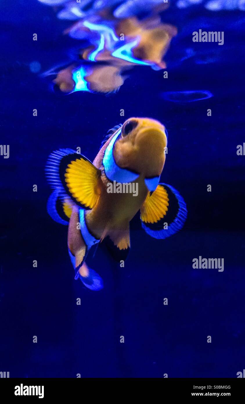 Looking up at a Clownfish Stock Photo