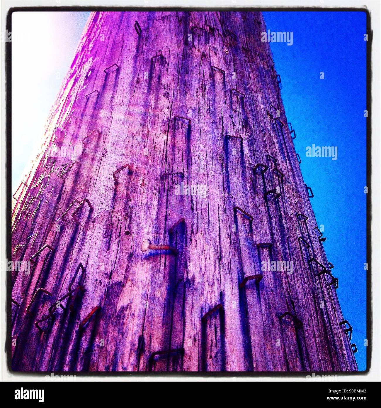 Telephone pole covered with staples Stock Photo Alamy