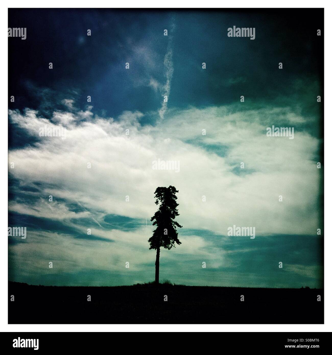 Lone tree in silhouette with white clouds and blue sky - Smartphone Captured Stock Image