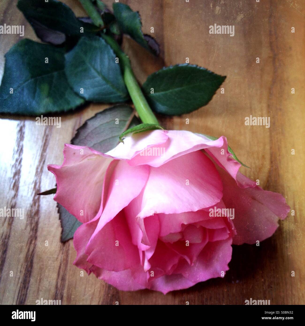 Rose with pink colour hi-res stock photography and images - Alamy