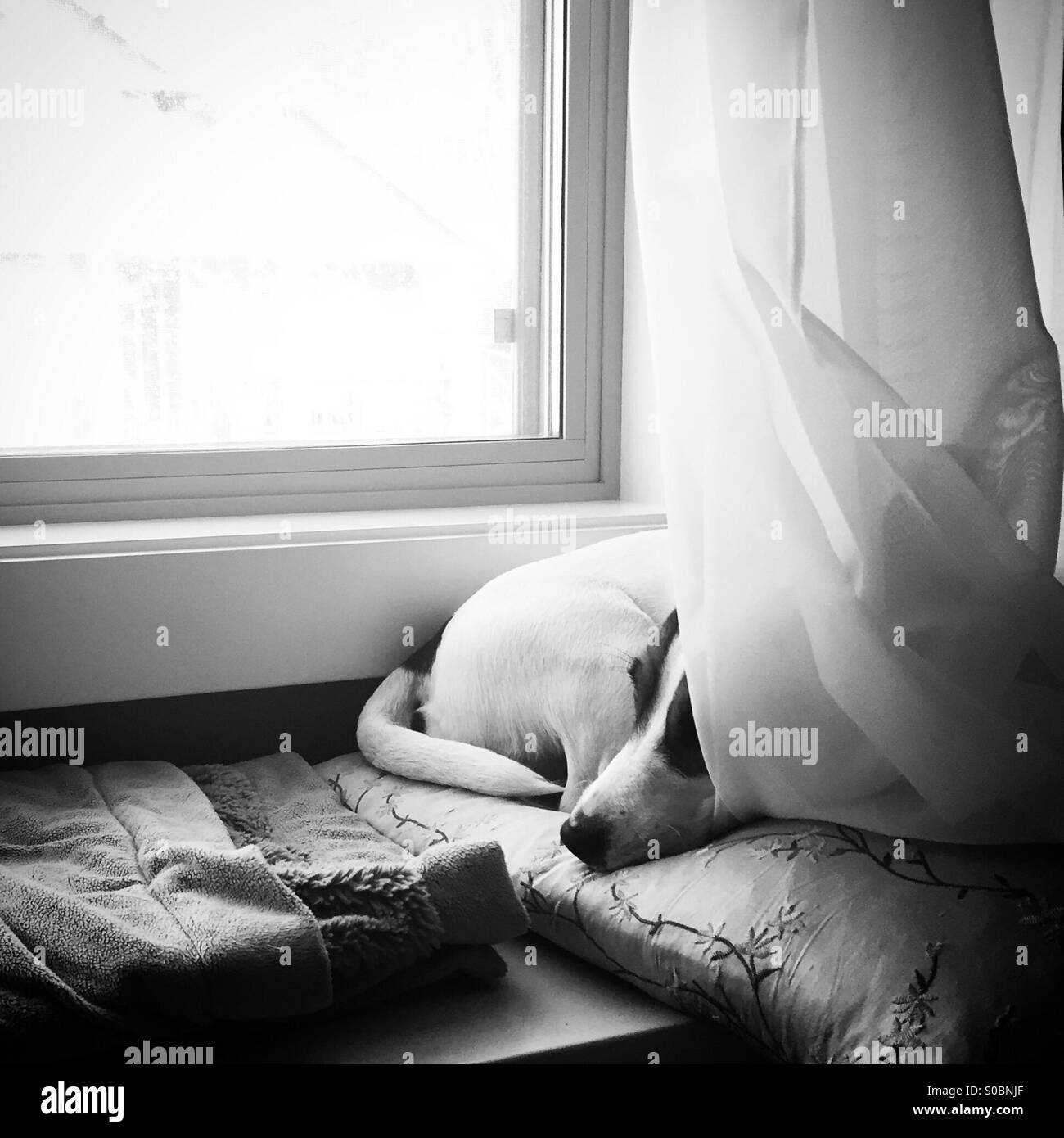 Dog relaxing on a window seat, curled up on a pillow. - Smartphone Captured Stock Image