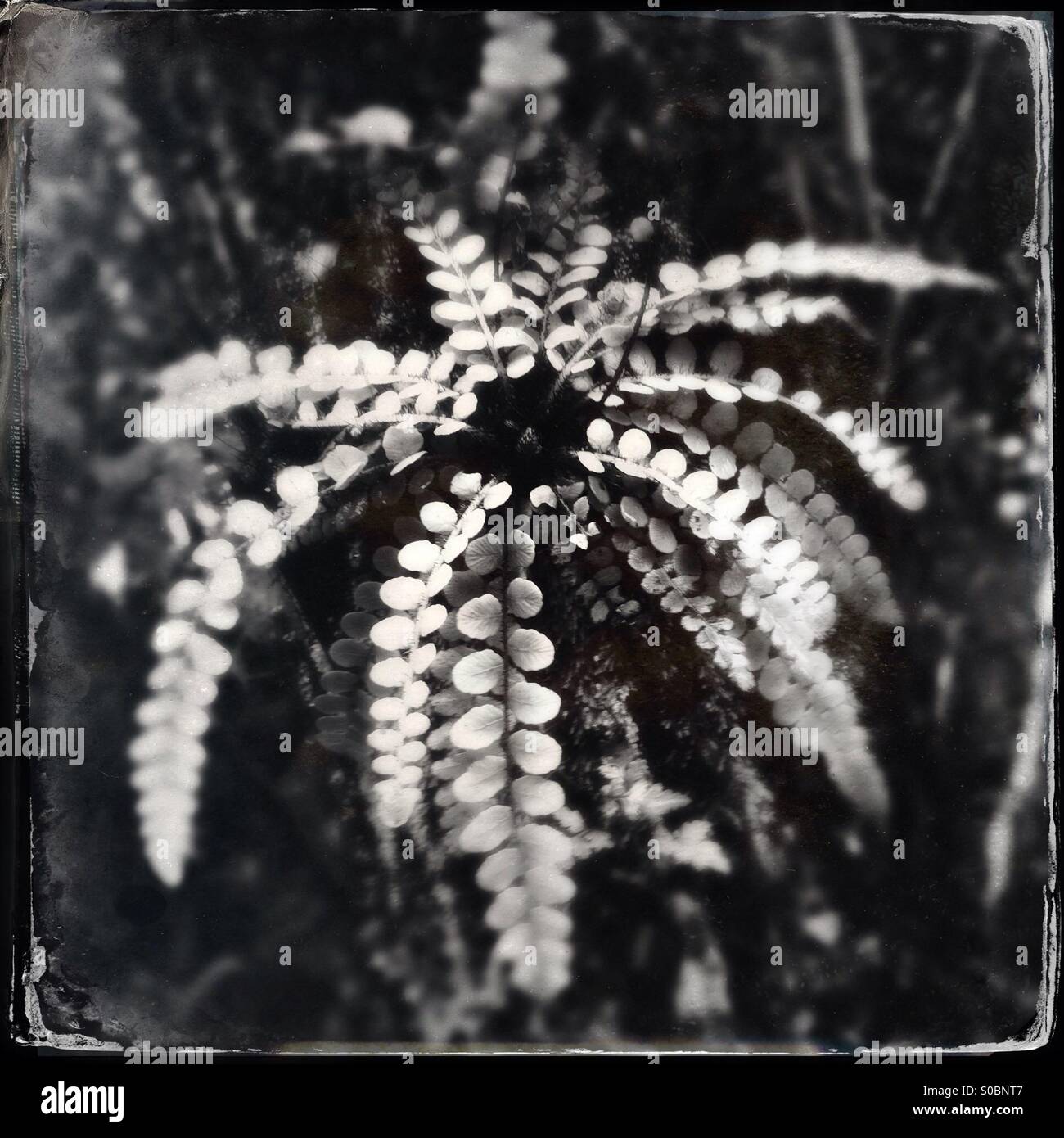 Fern growing on a tree in a forest in New Zealand - Smartphone Captured Stock Image