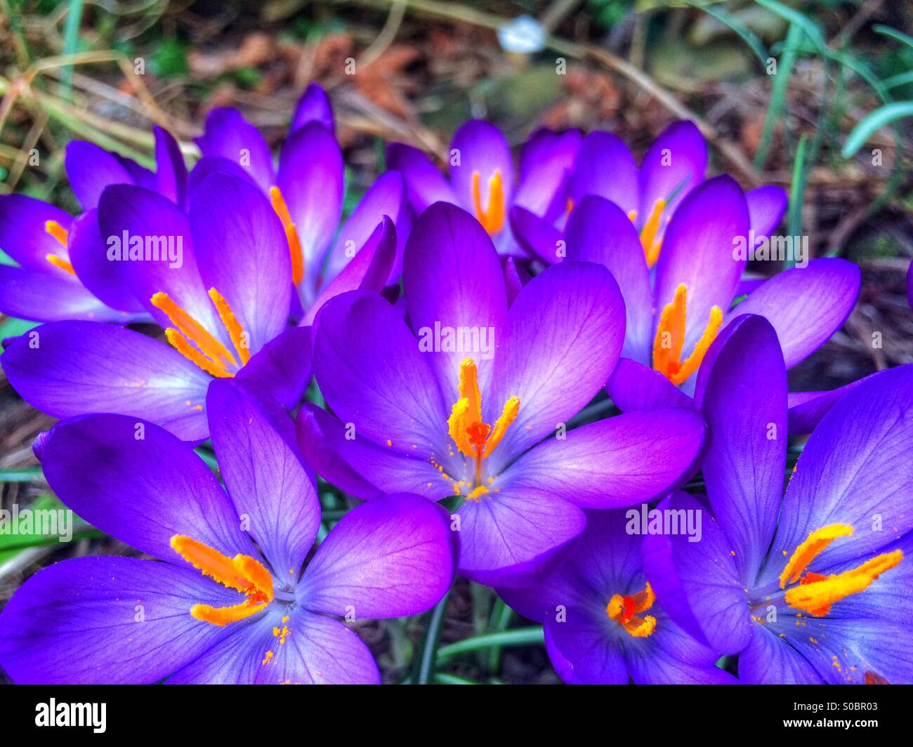 Spring crocuses in bloom - Smartphone Captured Stock Image