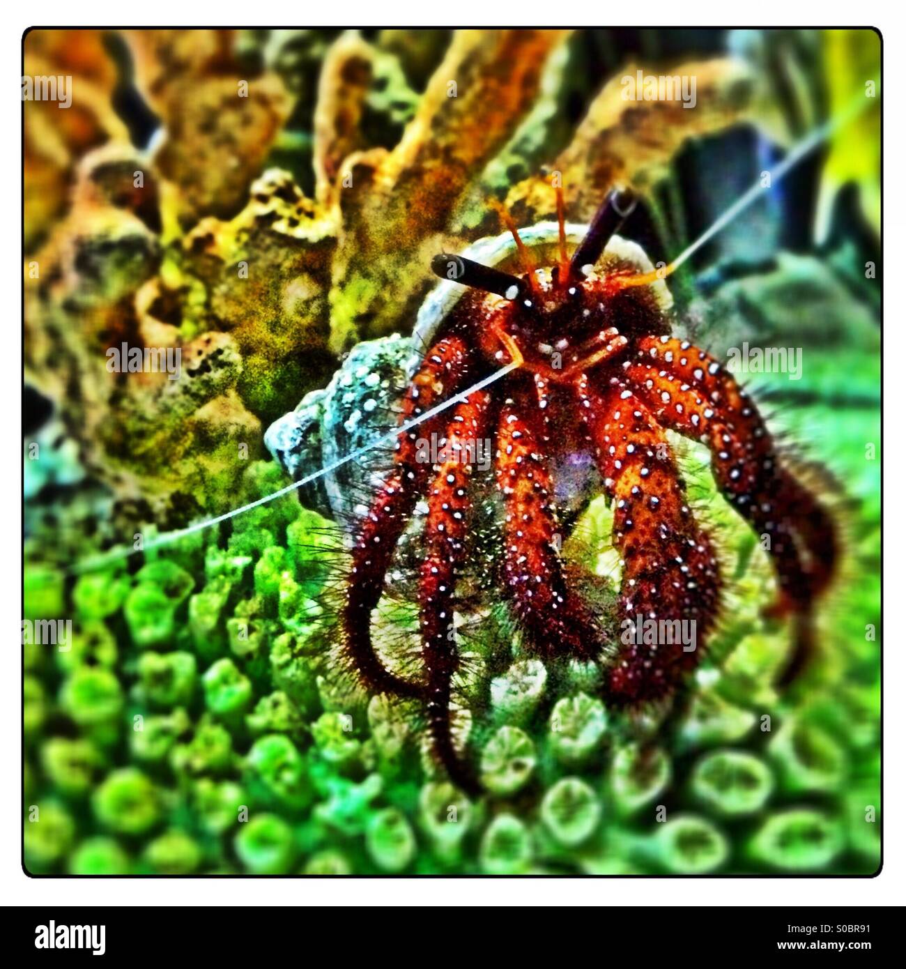 Mr crab hi-res stock photography and images - Alamy