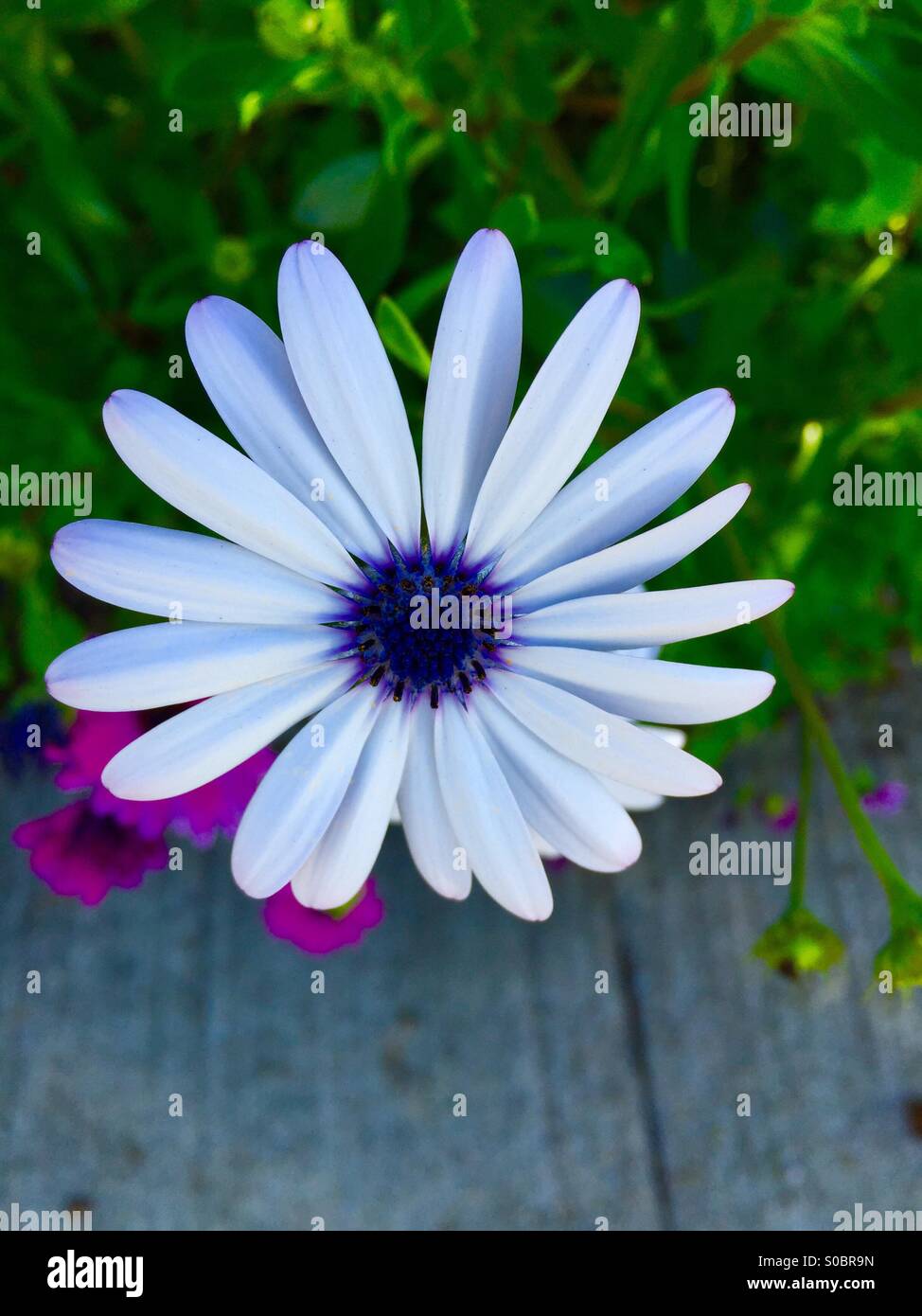 White flower with purple center hi-res stock photography and ...