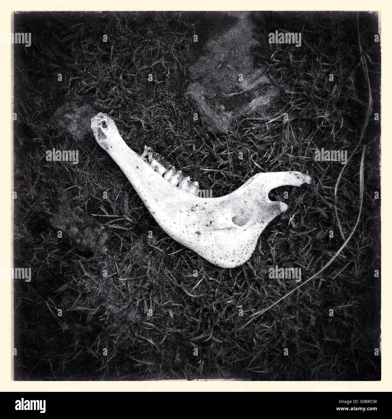 Analog style monochrome photograph of a sheep’s jawbone discovered on a country walk in Bannau Brycheiniog(Brecon Beacons): Phillip Roberts - Smartphone Captured Stock Image
