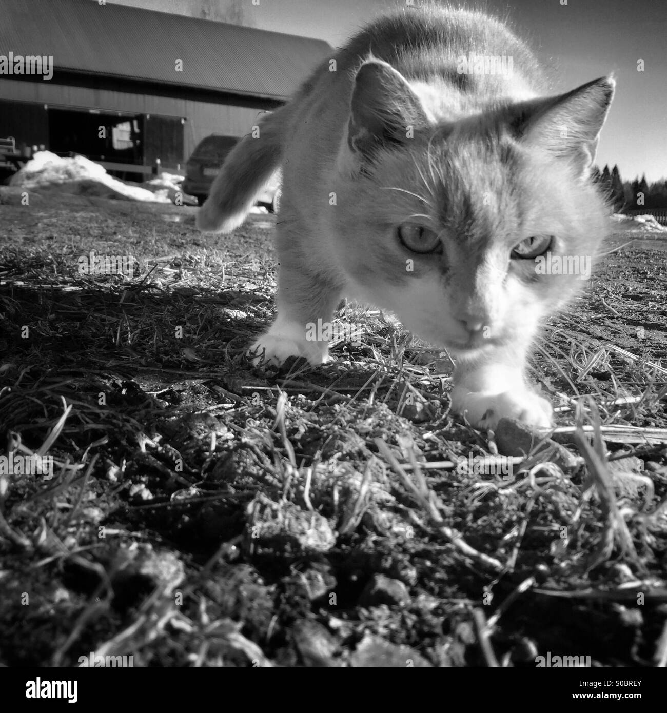 Cat in a farmyard Stock Photo