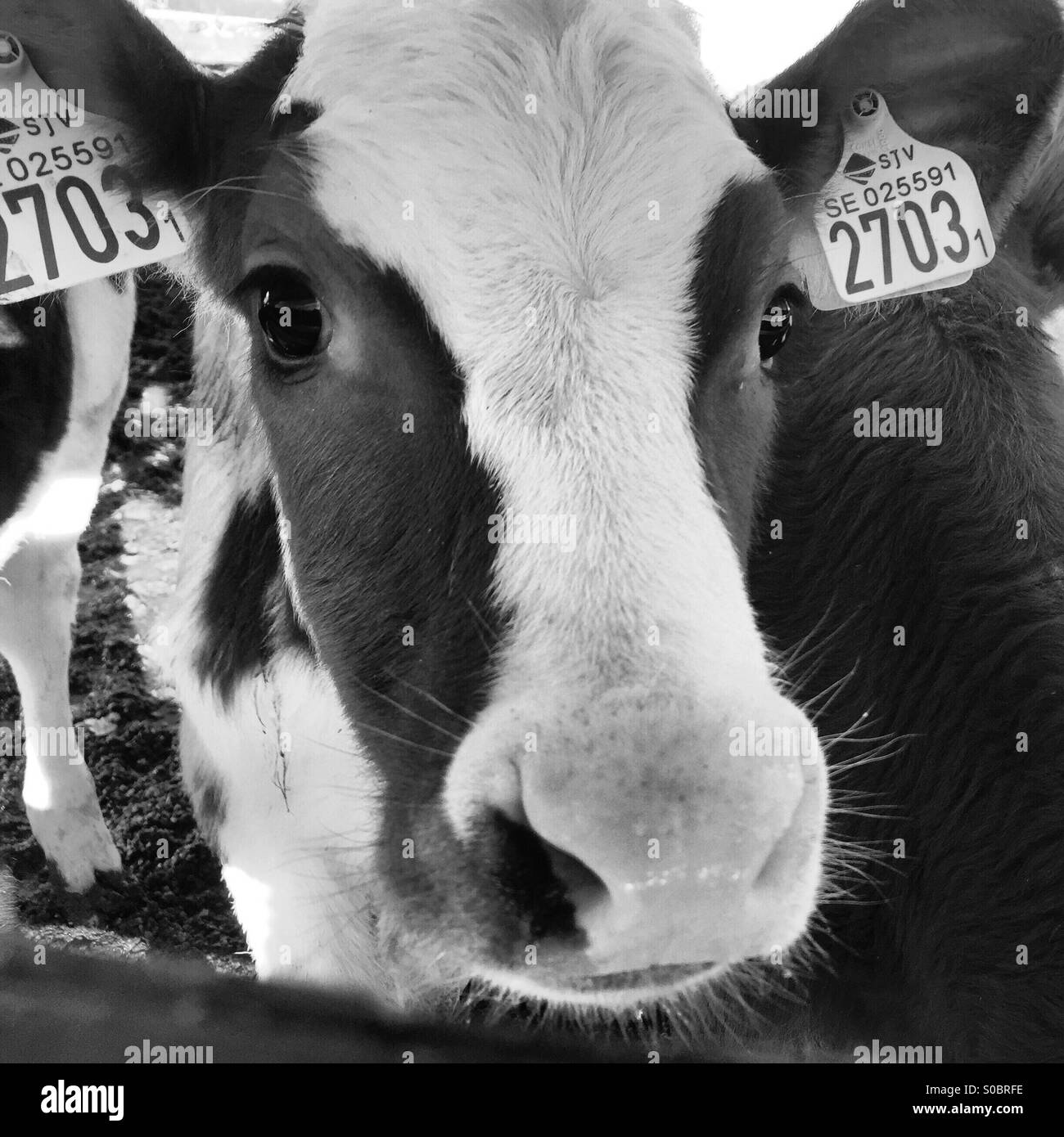 Cow with tagged ears Stock Photo