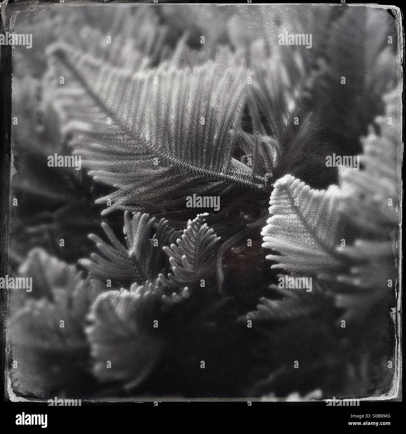 Leaves on Native tree, New Zealand - Smartphone Captured Stock Image