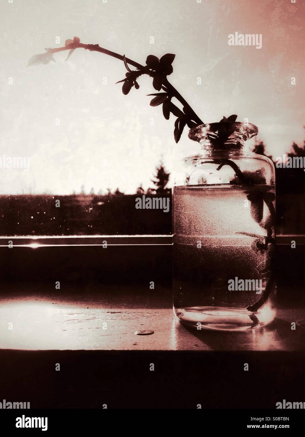 Little branch in a little glass bottle - Smartphone Captured Stock Image