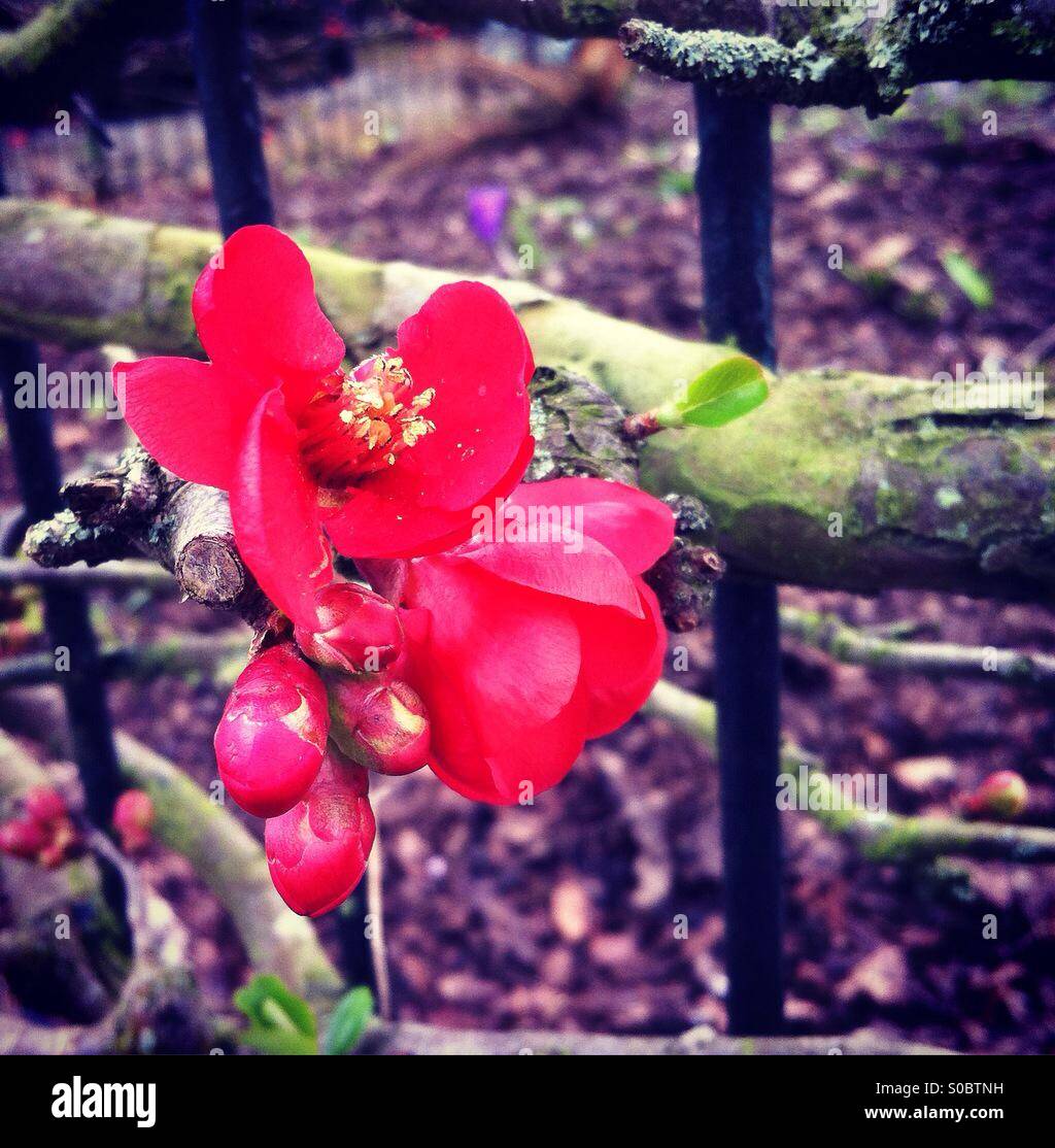 Flower flowers red hi-res stock photography and images - Alamy