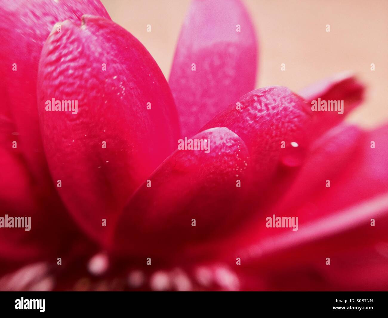 Gerbera petals - Smartphone Captured Stock Image