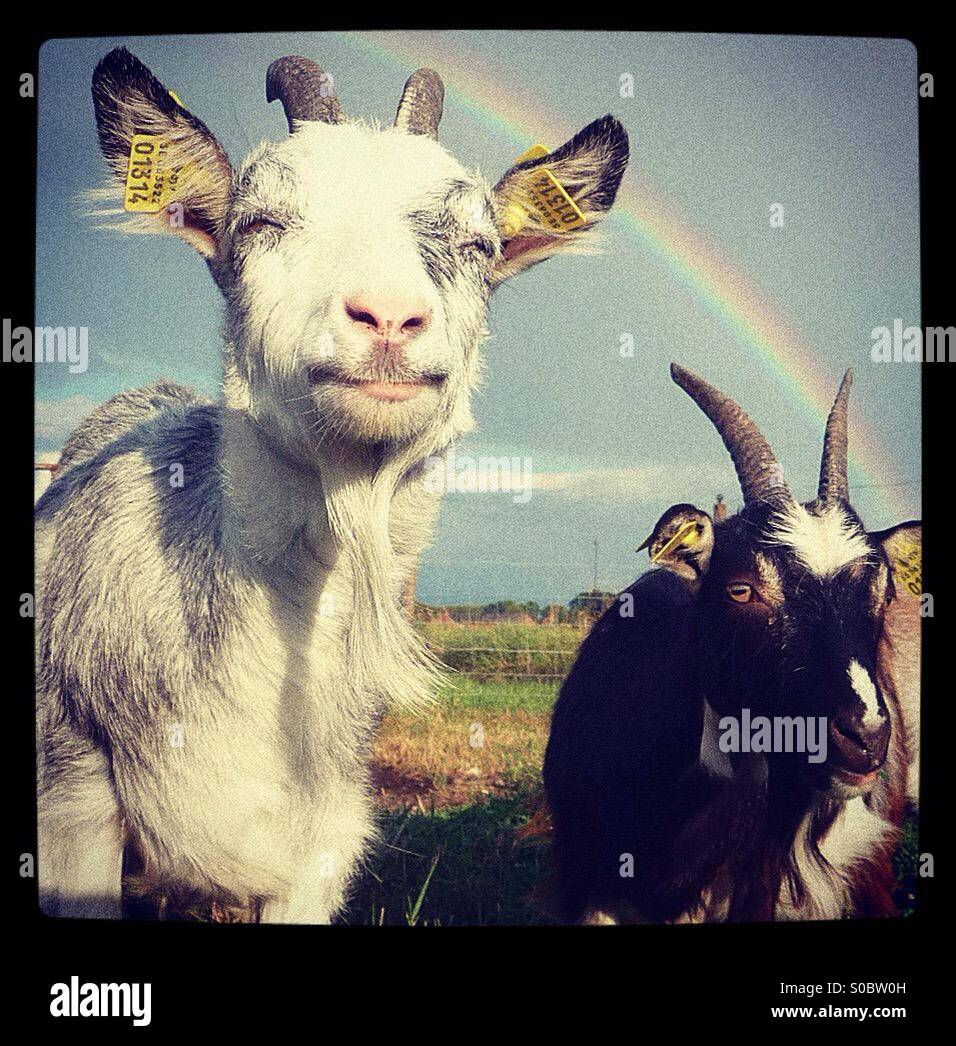 Grass Fed Goats High Resolution Stock Photography and Images - Alamy