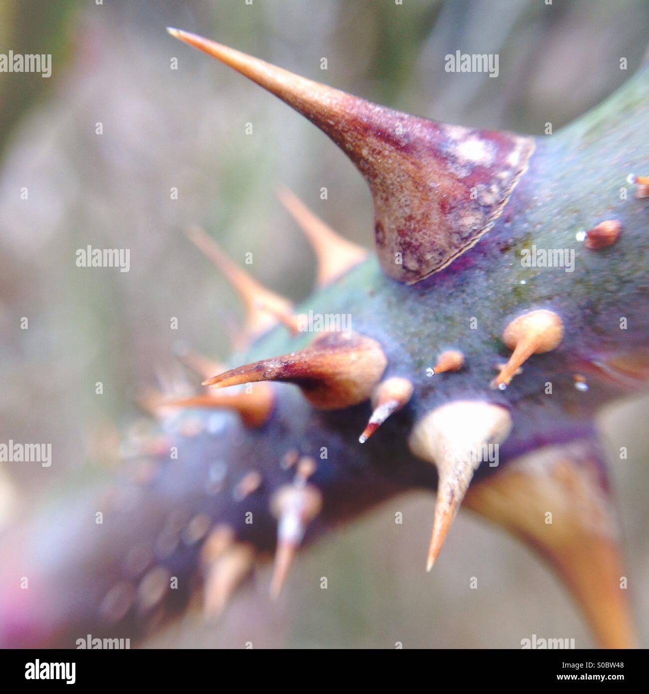 Rosebush thorns close up - Smartphone Captured Stock Image