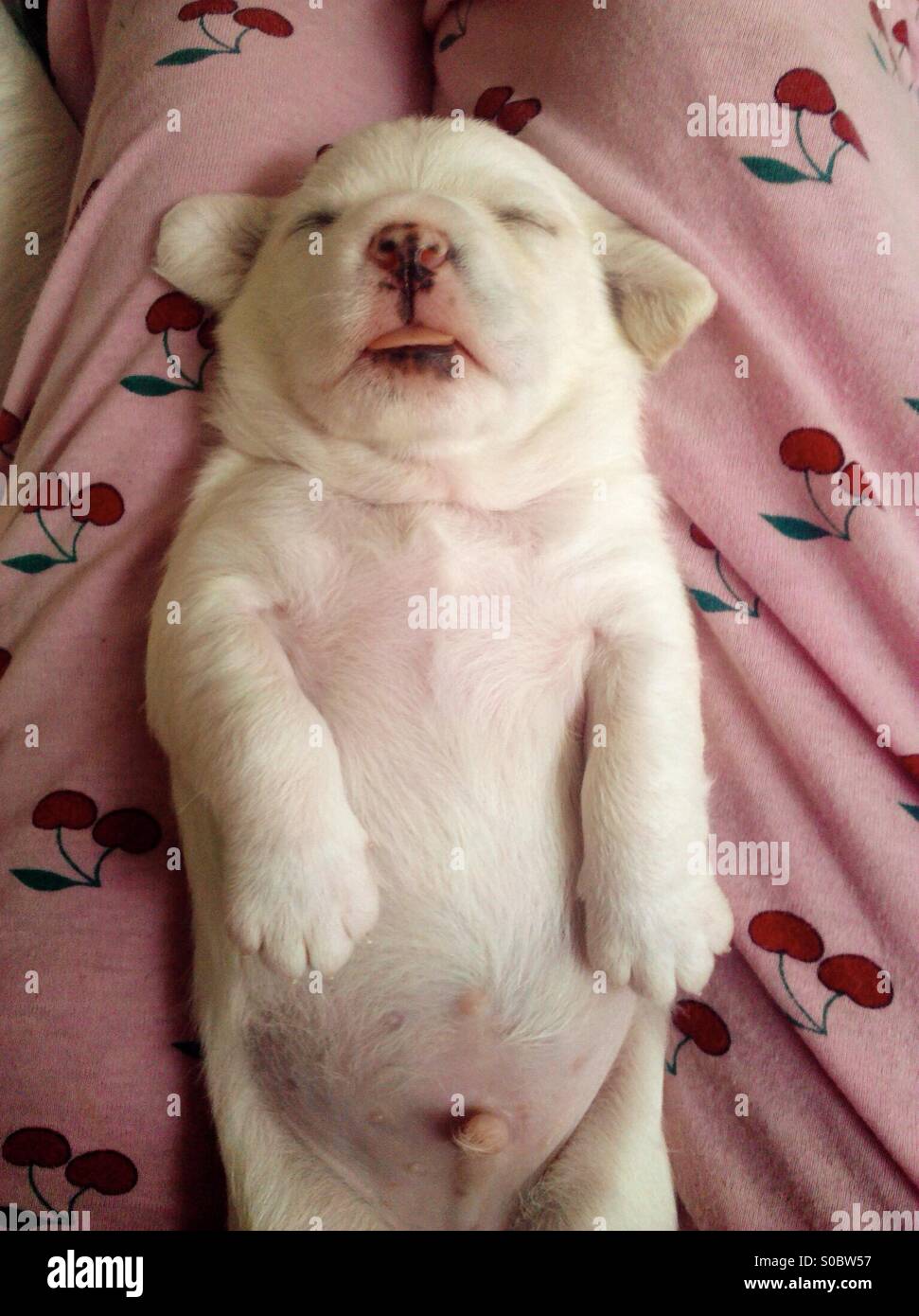 Puppy sleeping on it's back with it's tongue out Stock Photo