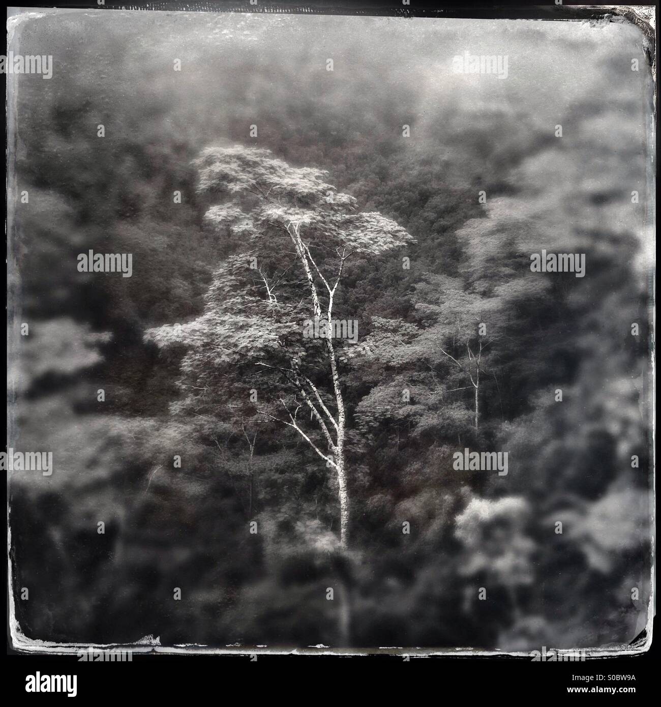 Single tree in a forest - Smartphone Captured Stock Image