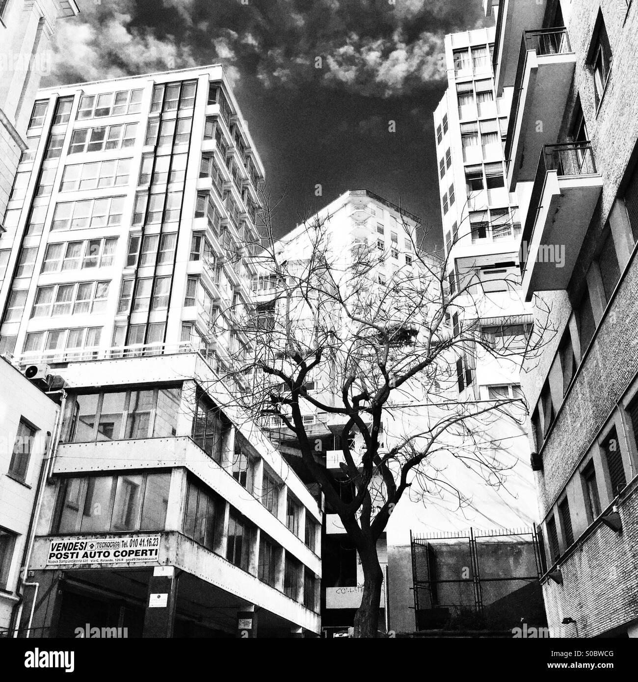 A tree amongst buildings Stock Photo