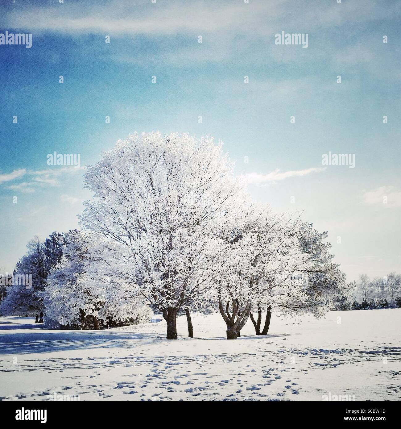 Winter trees covered with newly fallen snow. - Smartphone Captured Stock Image