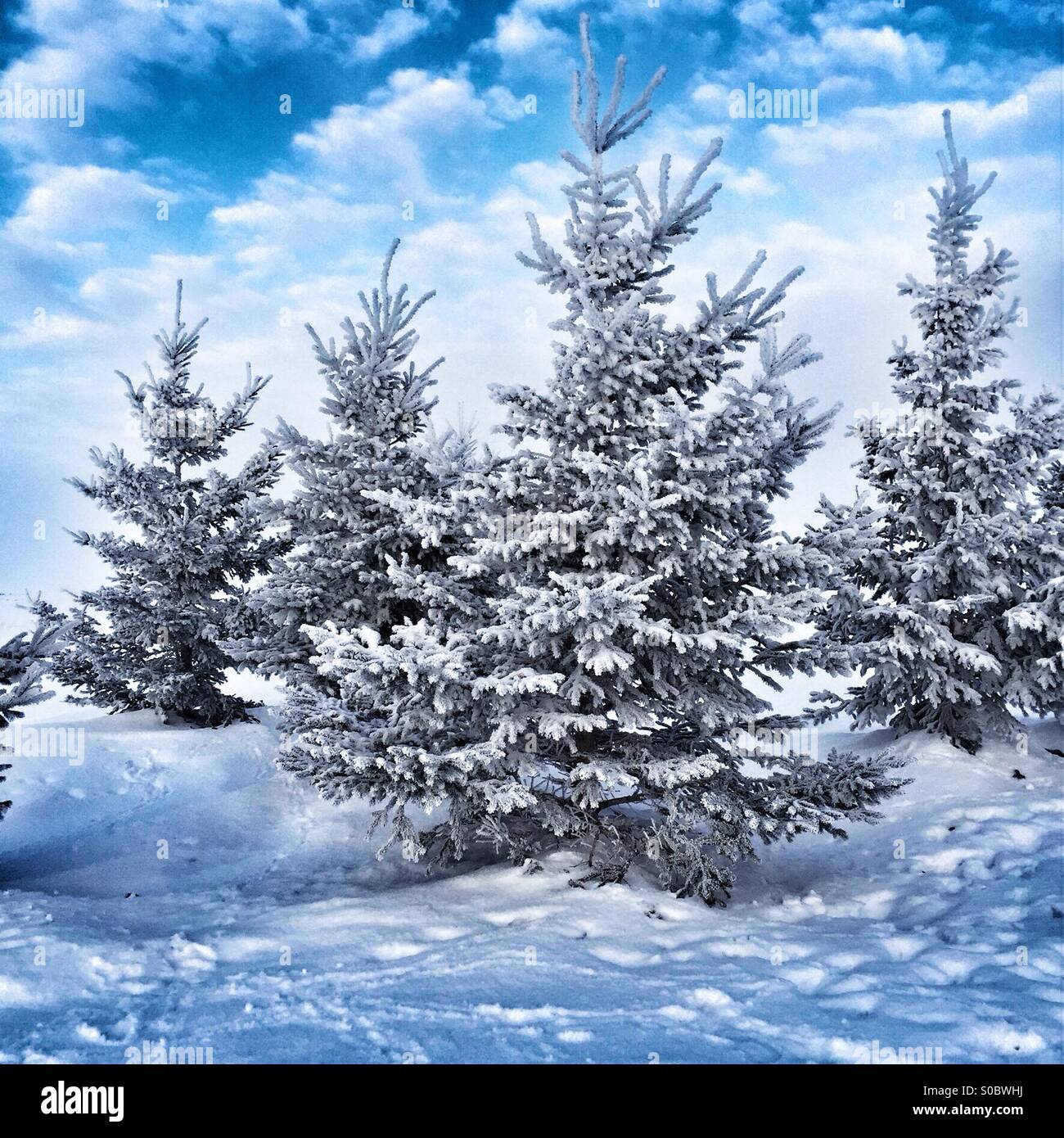 White spruce after a snowfall. - Smartphone Captured Stock Image