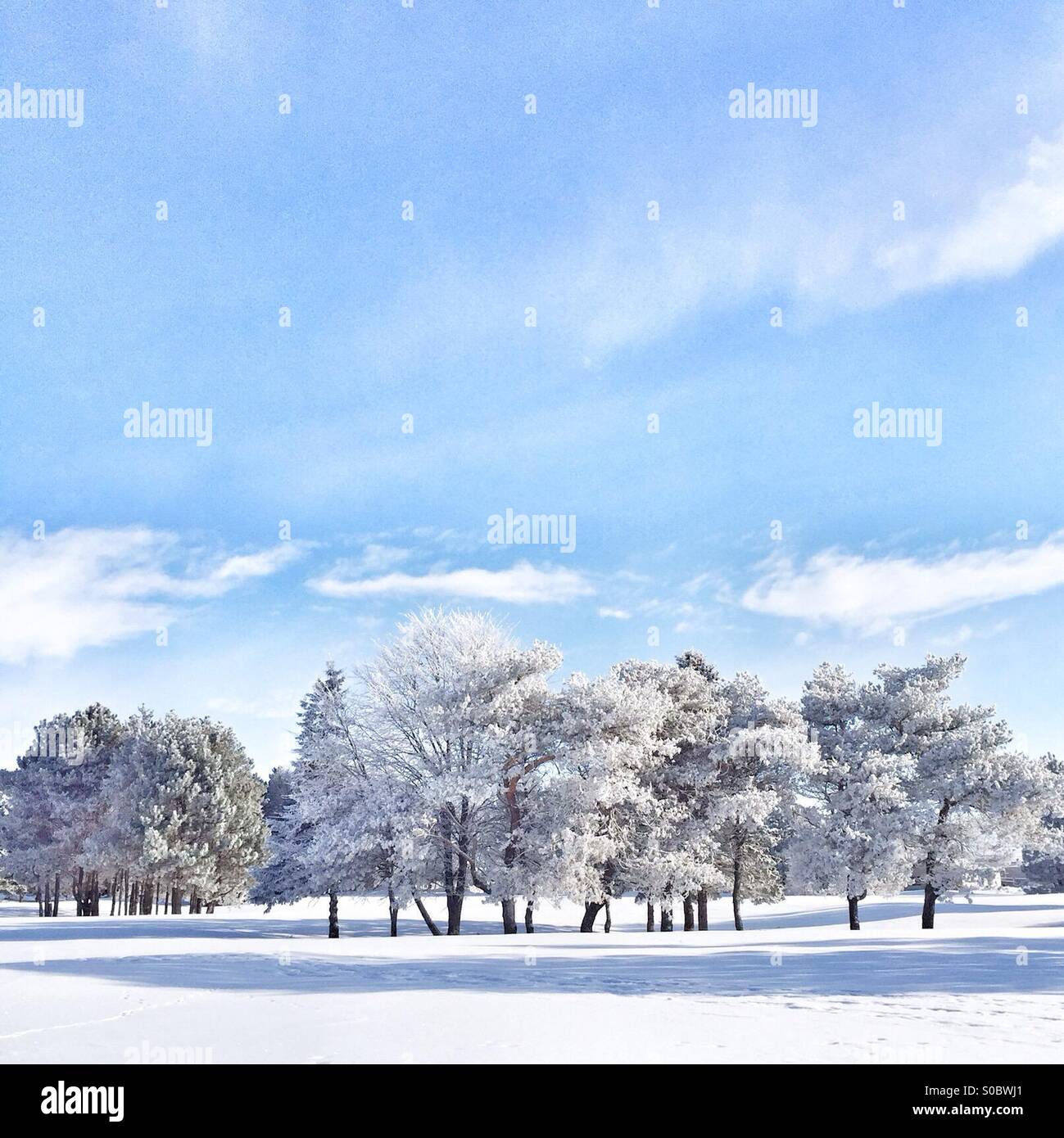 Winter landscape with snow covered deciduous trees. - Smartphone Captured Stock Image