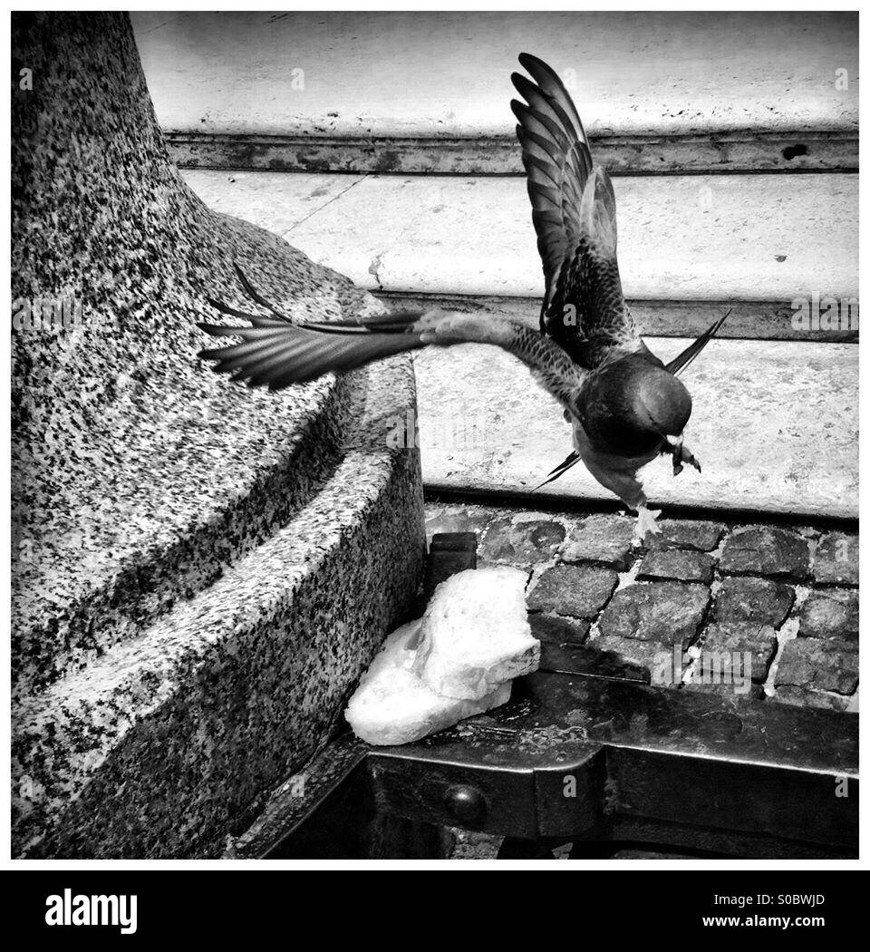 Pigeon in Rome Stock Photo