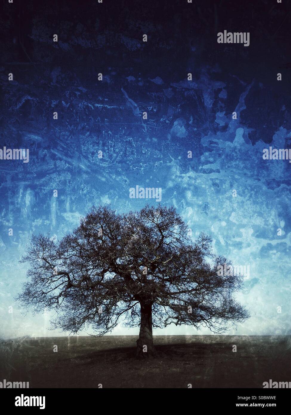 Lone Oak tree Stock Photo - Alamy