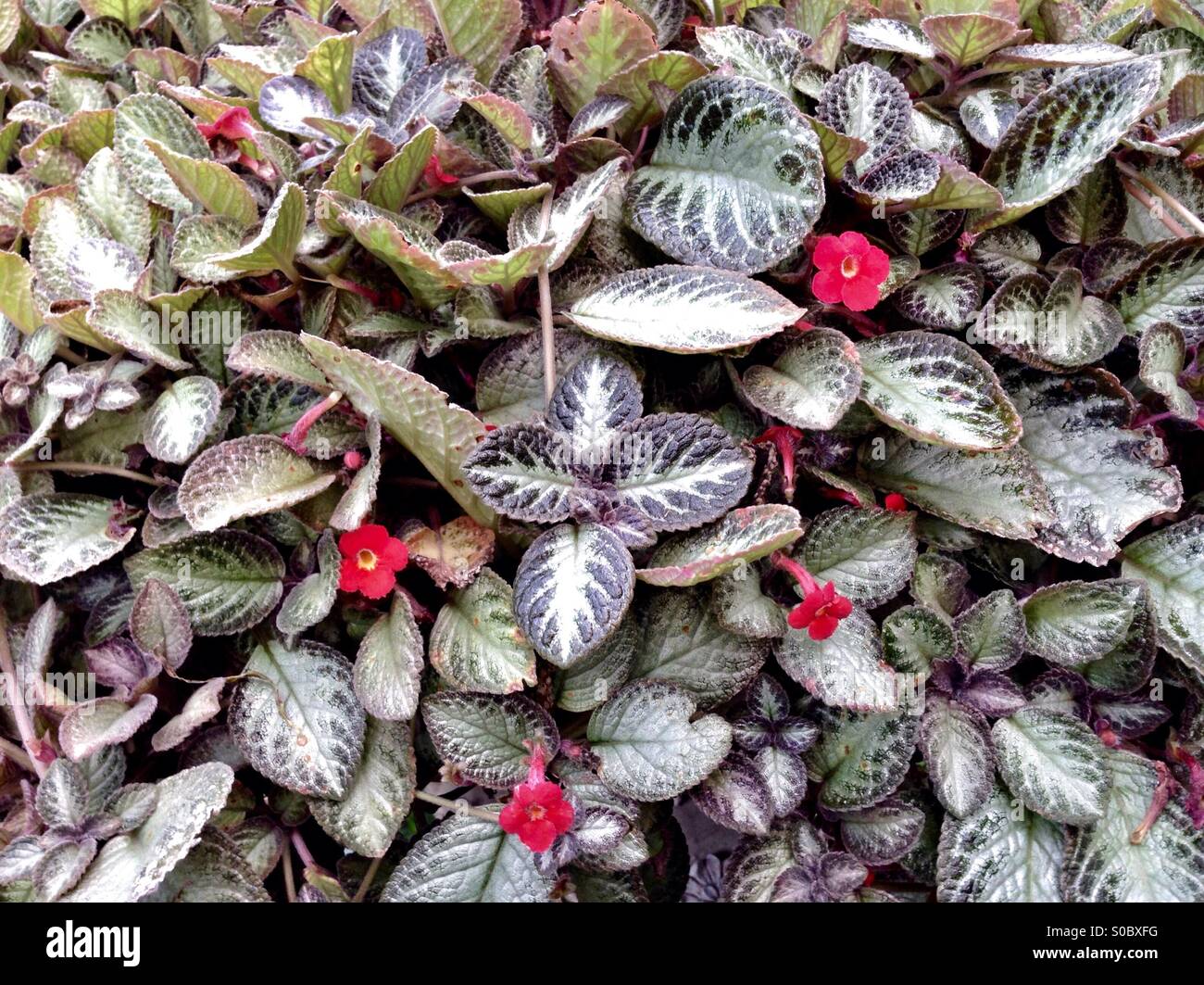 Episcia flower & leaves Background Stock Photo