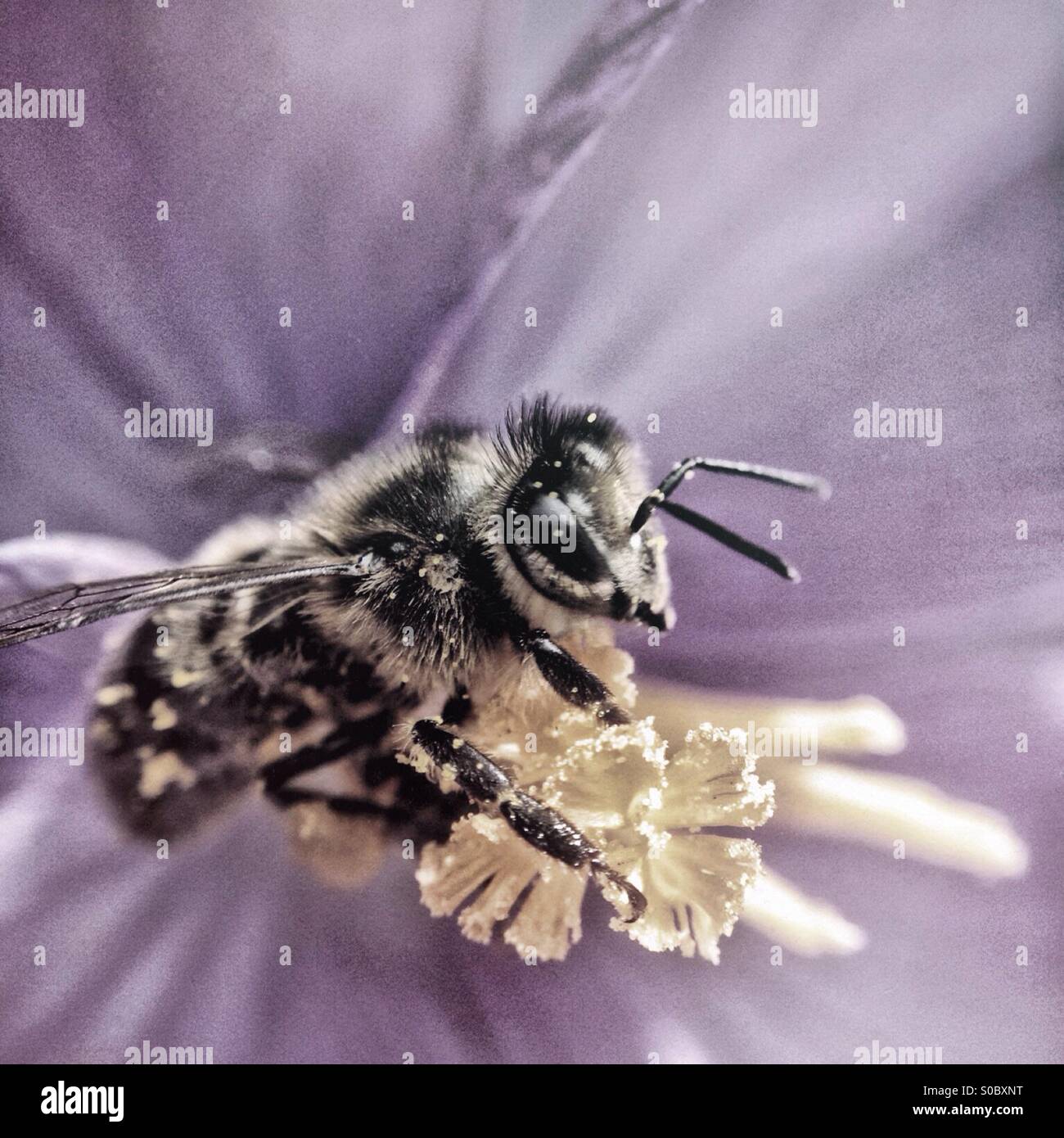 Bee pollinating Spring crocus Stock Photo - Alamy