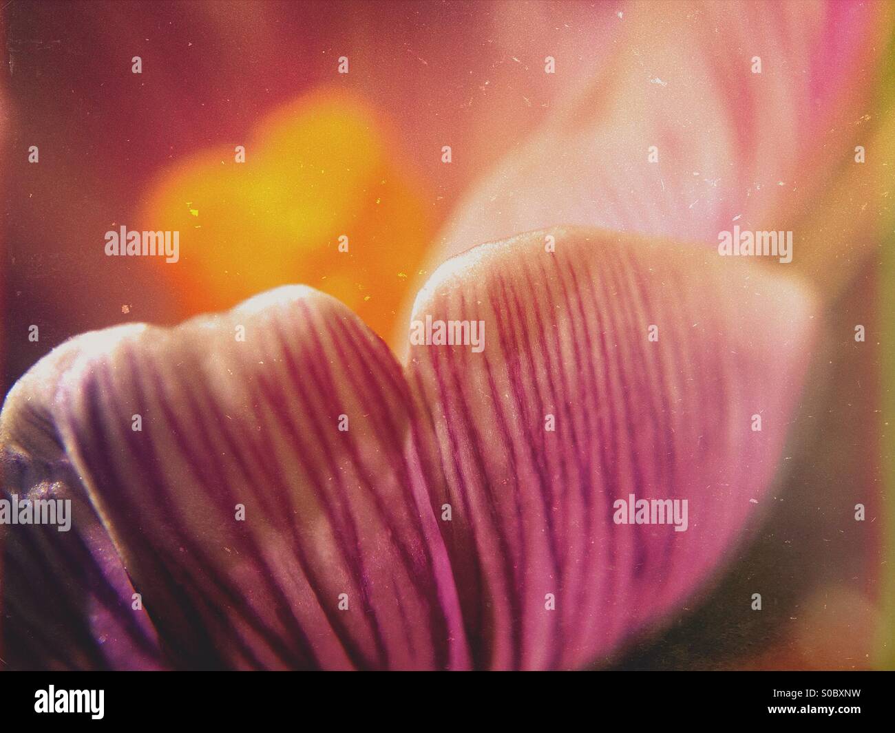 Spring crocus - Smartphone Captured Stock Image