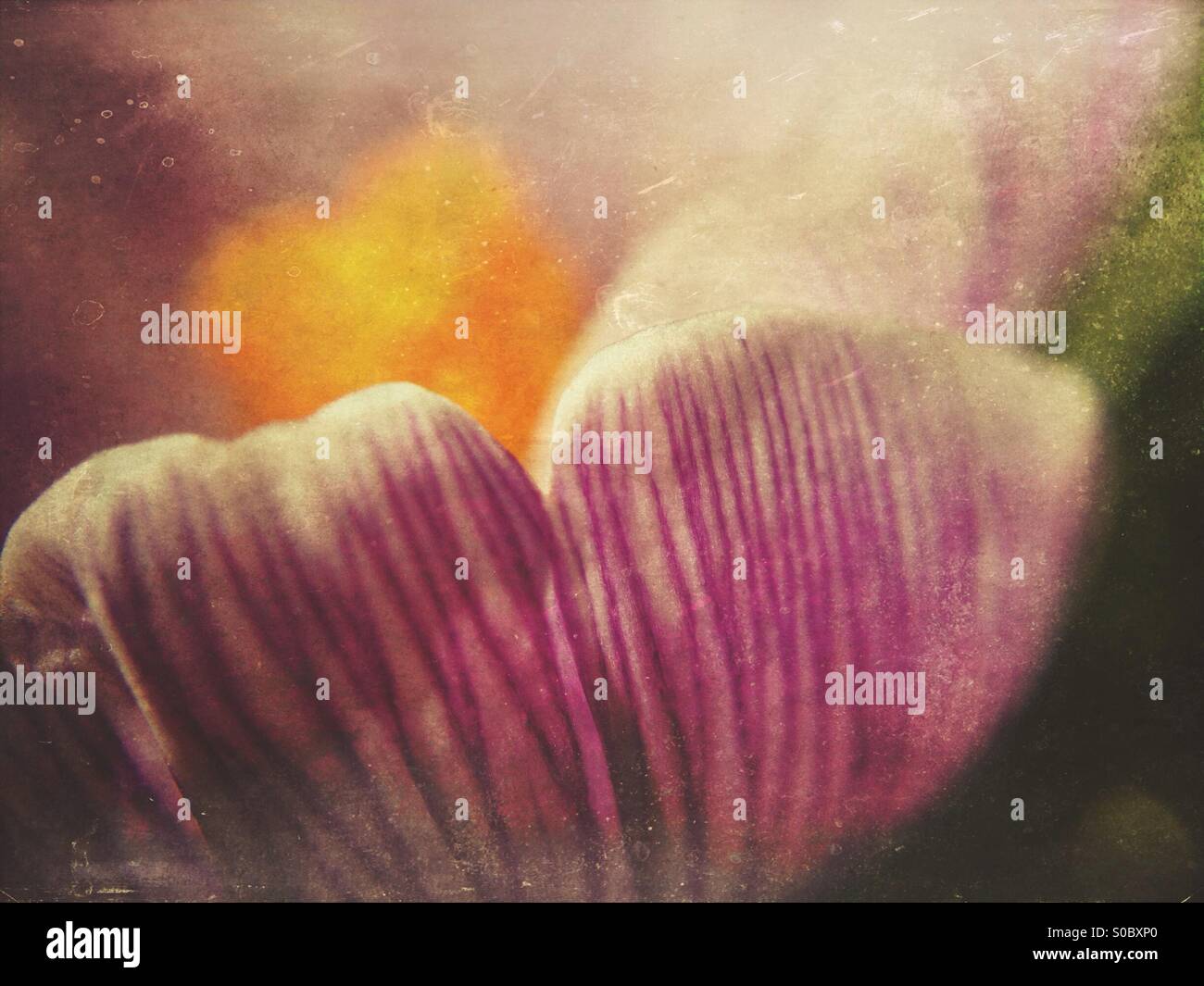 Spring crocus - Smartphone Captured Stock Image