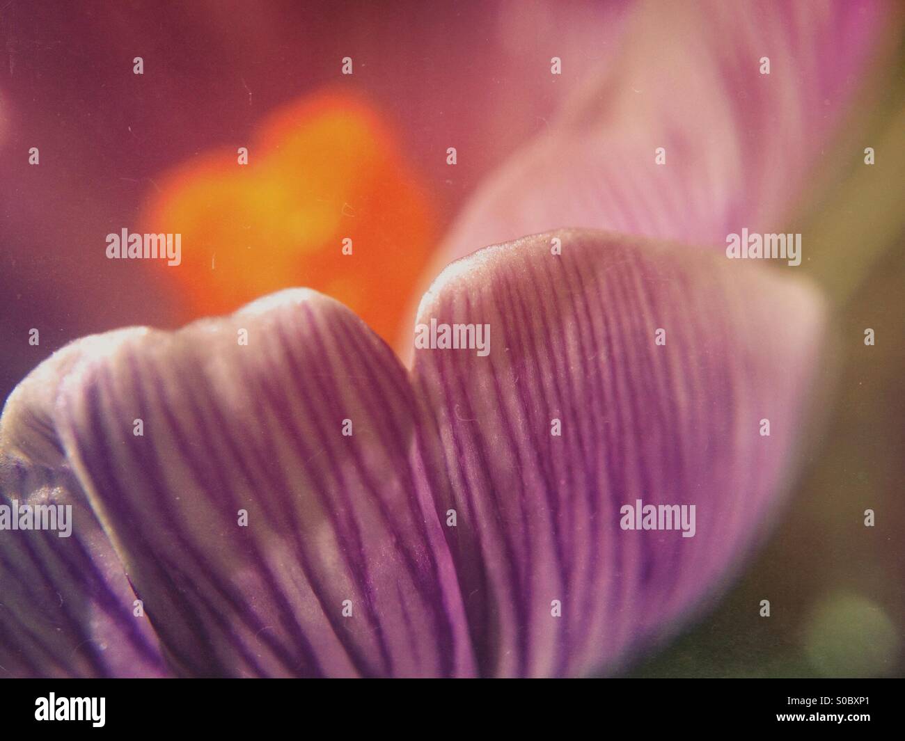 Spring crocus - Smartphone Captured Stock Image