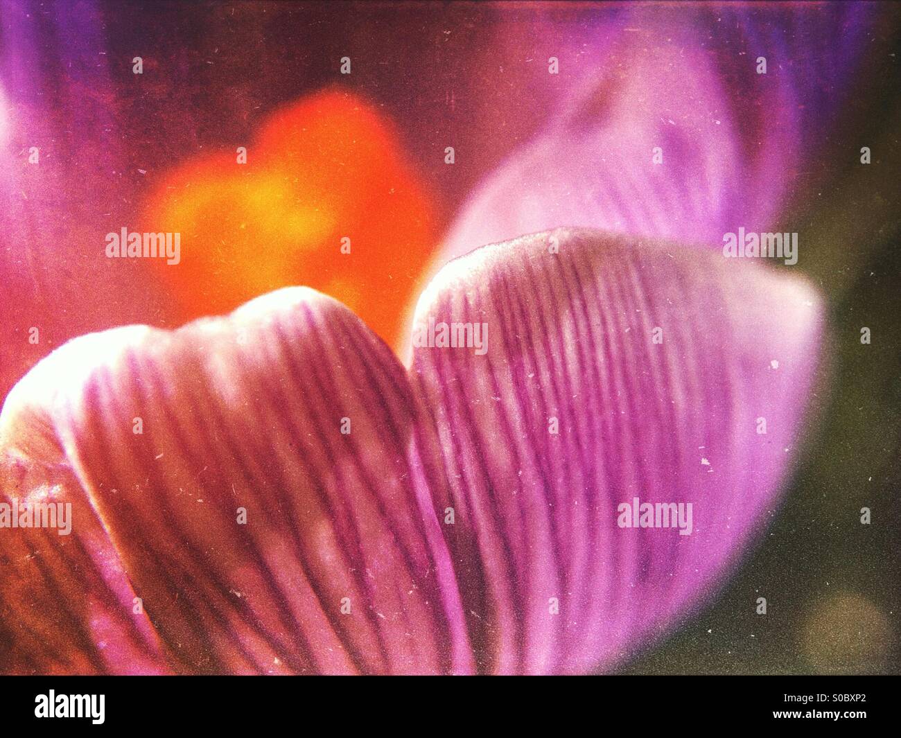 Spring crocus - Smartphone Captured Stock Image