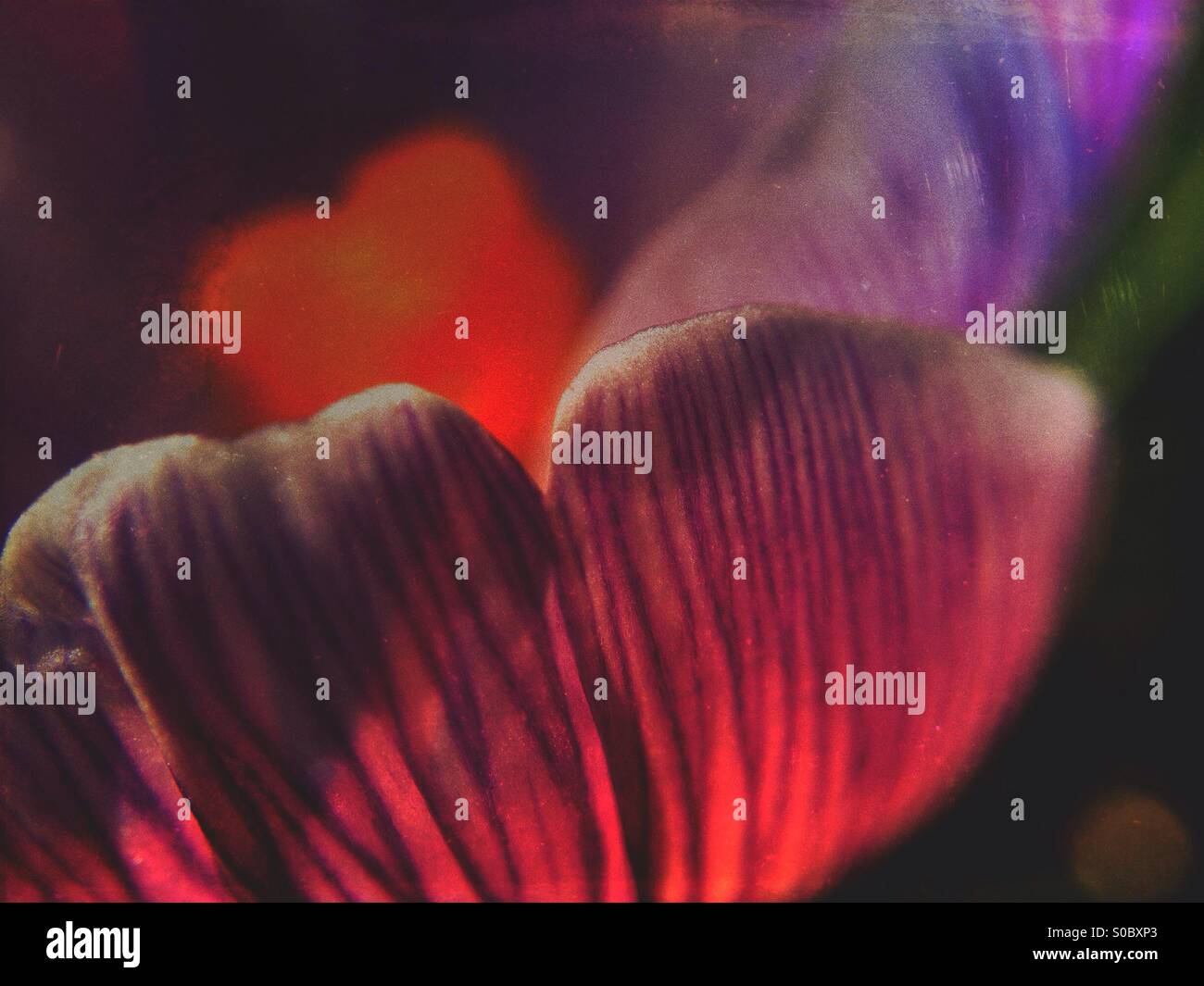 Spring crocus - Smartphone Captured Stock Image