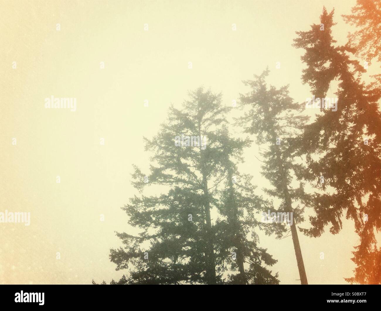 Golden forest - Smartphone Captured Stock Image