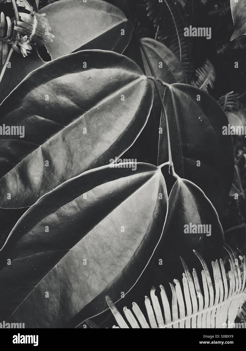 Big leaves. - Smartphone Captured Stock Image