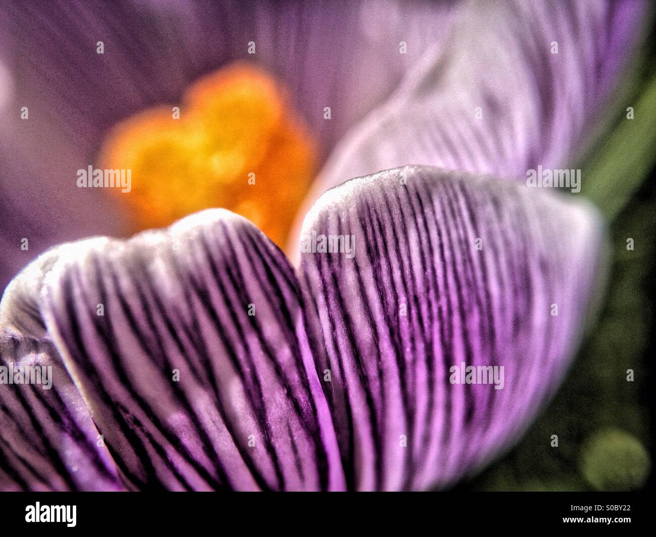 Spring crocus - Smartphone Captured Stock Image
