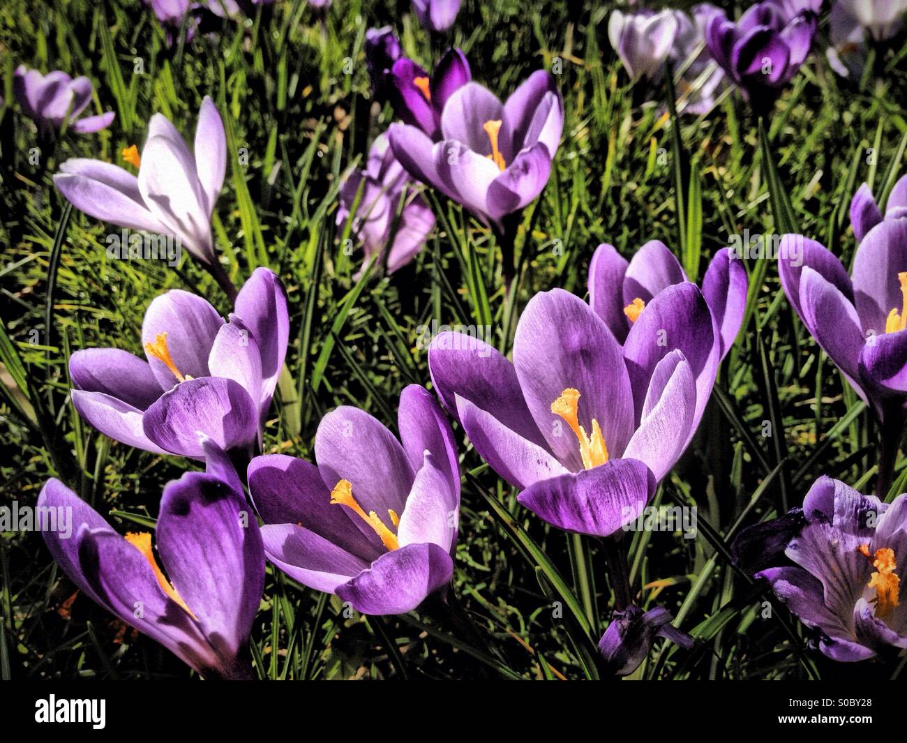 Glorious crocus hi-res stock photography and images - Alamy
