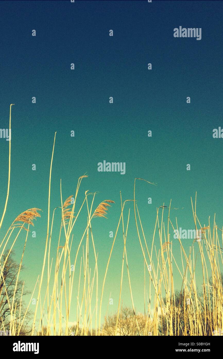 Pampas grass - Smartphone Captured Stock Image