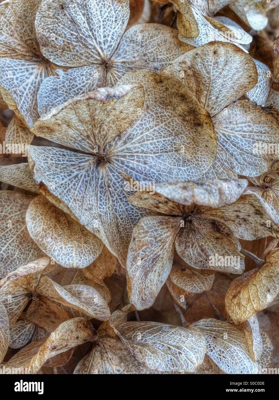 dried hydrangea blossom petals Stock Photo